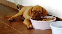Miért nem eszik a kutya?