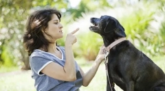 Miért nem hajtja végre a kutyákat?