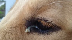 Miért kutyák szemek szemei