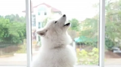 Miért egyedül a kutya egyedül szól, és hogyan kell elhagyni tőle