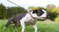 Miért húzza a pórázokat?