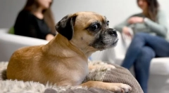 Miért rázza a kutya