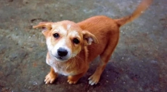 Miért kanyarod a kutya a farkát?