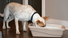 Miért eszik a kutyák macska ürülékét?