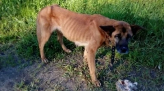 Miért a kutyák eszik kölykeiket