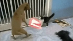 Miért nem szeretik a kutyákat?