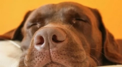 Miért morognak a kutyák és nyafognak egy álomban?