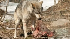 Miért temetik el a kutyákat