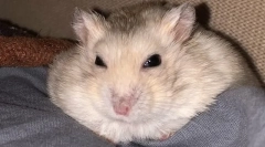 Miért nem nyitja meg a hörcsög, vagy a szemet, mit tegyen