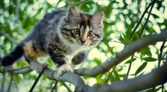 Miért van a macskák szemei ragyognak a sötétben