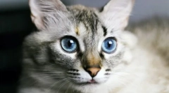 Miért van a macskák nedves orrával?