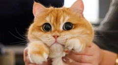 Miért bővíti a macskákat?