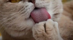 Miért van egy durva nyelvű macskák