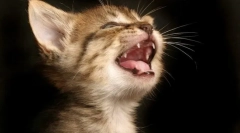 Miért esik a macskák a fogak?