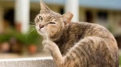 Miért szüntették a macskákat?