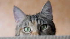 Miért macskák forró fülek?