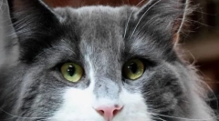 Miért macskák vörös szeme?
