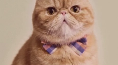 Miért változik a macska színe?