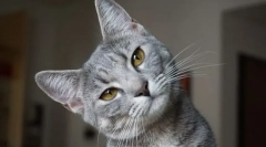 Miért duzzad az alsó ajkát?