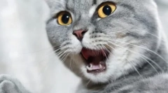 Miért a macskák rosszul szagolnak?