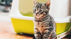 Miért nem tud macska?