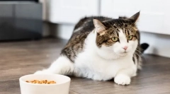 Miért adott a macska étvágyat?