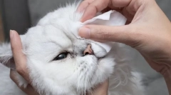 Miért fogja a macska a szemüket?