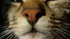 Miért szédülnek az orr?