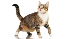 Miért lóg a macska a hasán?