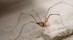 Miért olyan könnyű a széna széna?