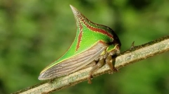 Miért néz ki, mint egy tüske?