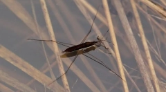 Miért nem süllyednek a vízkamerák?