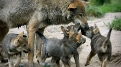 Miért olyan ritkán van-e farkasok