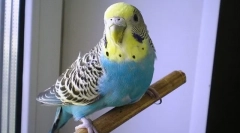 Miért a hullámos papagáj remeg, és rázza meg
