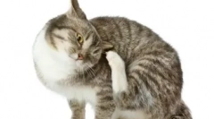 Miért fordul elő orrfolyás a macskákban, és hogyan lehet hatékonyan megszüntetni