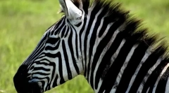 Miért csíkos zebrák?