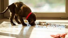 Pathing takarmány a földről