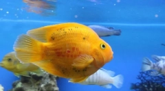 Halválasztás az akváriumhoz