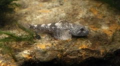 Tenyésztési szokásos