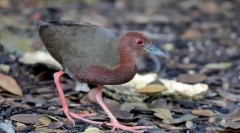 Nagyító piros égés