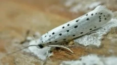 Megvásárolt és otthoni jogorvoslatok a molyból