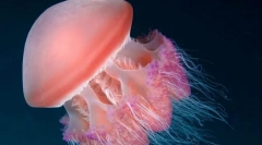 Hasznos lehet a medúza?