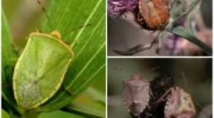 Hasznos és káros kerti hibák