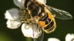 Csíkos muha burchal