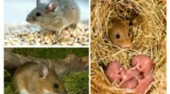 A szexuális ciklus és az egerek reprodukálása