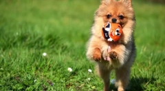 Pomerániai spitz (fotók): áttört gyerek és végtelen bhakta