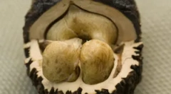 Segít a parazitáknak a fekete anya?