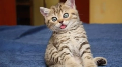 Dialria kottenka: okok és kezelés