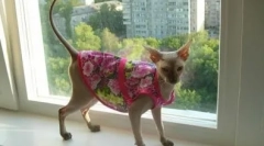 Popon egy macskához műtét után