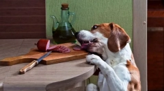 Koldulás és az élelmiszer lopása